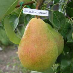 Груша Вільямс (ранній термін дозрівання)
