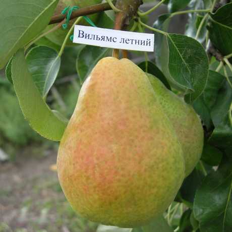 Груша Вільямс (ранній термін дозрівання)