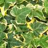 Плющ Голден Чайлд (Hedera helix Gold Child)