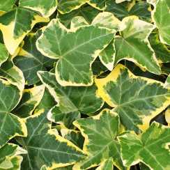 Плющ Голден Чайлд (Hedera helix Gold Child)