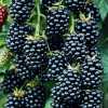 Ожина Хевен Кен Вейт (ремонтантна) (Rubus fruticosus Heaven Cant Wait)