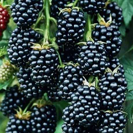 Ожина Хевен Кен Вейт (ремонтантна) (Rubus fruticosus Heaven Cant Wait)