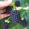 Ожина Хевен Кен Вейт (ремонтантна) (Rubus fruticosus Heaven Cant Wait)