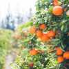 Апельсин Моро Кривавий апельсин(Citrus sinensis cv. Moro)