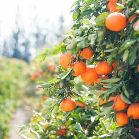 Апельсин Моро Кривавий апельсин(Citrus sinensis cv. Moro)
