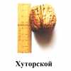 Хуторський (щеплені - дворічні саджанці грецького горіха)