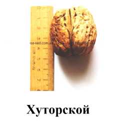 Хуторський (щеплені - дворічні саджанці грецького горіха)