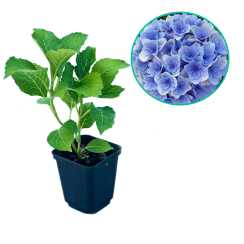 Гортензія великолиста Florentina Blue