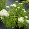 Спірея японська Albiflora/Альбіфлора