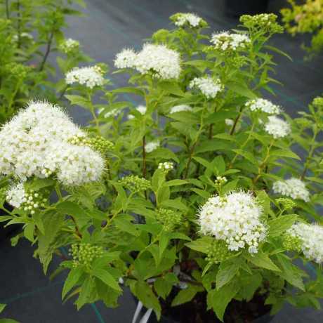 Спірея японська Albiflora/Альбіфлора