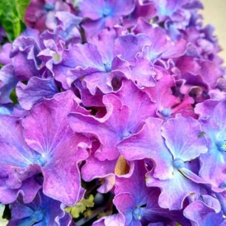 Гортензія великолиста Curly Sparkle Blue Purple (Керлі Спаркл Блу Перпл)