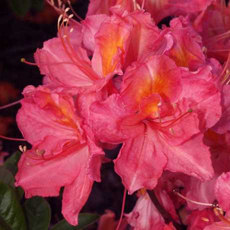 Азалія Juanita (Хуаніта)