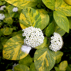 Калина Variegata/Варієгатна