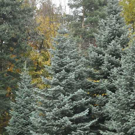 Ялиця Каліфорнійська Блакитна(висота 20 см)