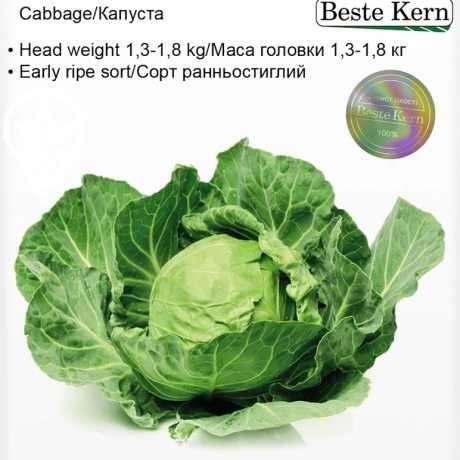 Насіння білокачанної капусти Кевін (F1, ТМ Beste Kern) (20 шт)