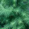 Модрина Японська (larix kaempferi)