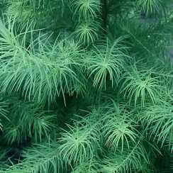 Модрина Японська (larix kaempferi)