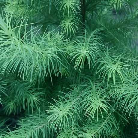 Модрина Японська (larix kaempferi)
