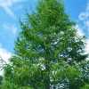 Модрина Японська (larix kaempferi)