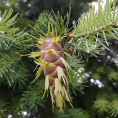 Псевдотсуга Китайська/Sinensis (висота 20-30 см)