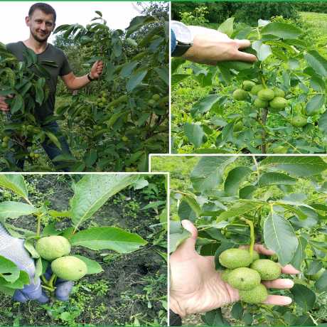 Іван Багряний (дворічні саджанці грецького горіха)