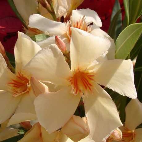 Олеандр кремовий Ніка