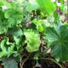 Плющ кучерявий Parsley Crested