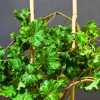 Плющ кучерявий Parsley Crested