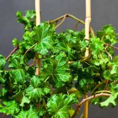 Плющ кучерявий Parsley Crested