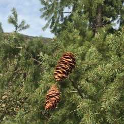 Псевдотсуга Крупношишечна/Pseudotsuga macrocarpa (висота 20-30 см)