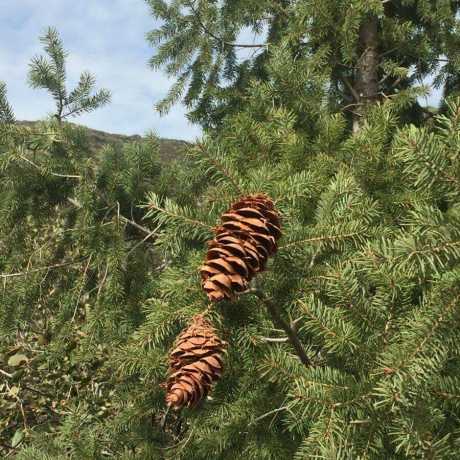 Псевдотсуга Крупношишечна/Pseudotsuga macrocarpa (висота 20-30 см)