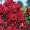 Лагерстремія індійська Magnifica Rubra