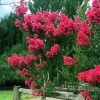 Лагерстремія індійська Magnifica Rubra