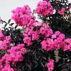 Лагерстремія індійська Black Diamond® Shell Pink