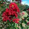Лагерстремія індійська Petite Red