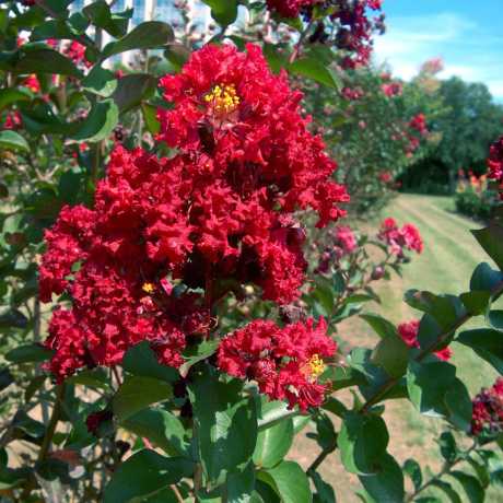 Лагерстремія індійська Petite Red