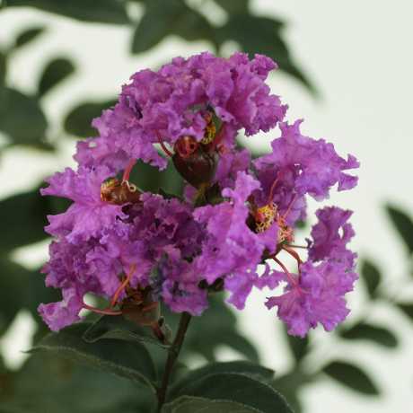 Лагерстремия индийская Black Diamond® Purely Purple