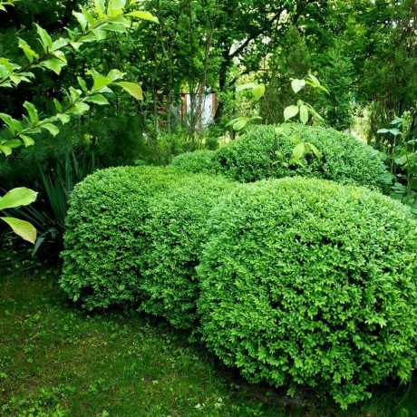 Самшит вічнозелений Латифоліа Макулата/Latifolia Maculata(висота 10-25 см)