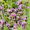 Лаванда французька Pedunculata (lavandula stoechas)