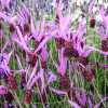 Лаванда французька Pedunculata (lavandula stoechas)
