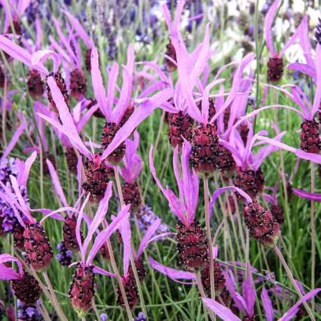 Лаванда французька Pedunculata (lavandula stoechas)