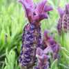 Лаванда французька Королівський блиск (lavandula stoechas)