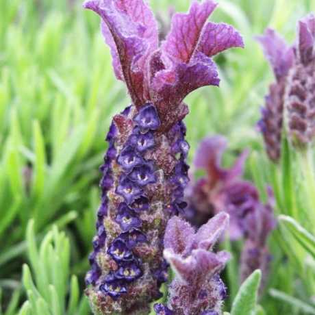 Лаванда французька Королівський блиск (lavandula stoechas)