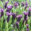 Лаванда французька Королівський блиск (lavandula stoechas)