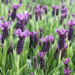 Лаванда французька Королівський блиск (lavandula stoechas)
