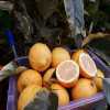 Лимон розовый вариегатный Сангвинеум (Citrus limon 