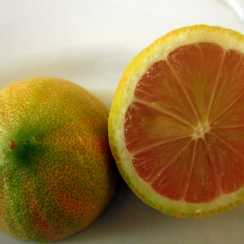 Лимон рожевий варієгатний Сангвінеум (Citrus limon 