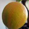 Лимон розовый вариегатный Сангвинеум (Citrus limon 