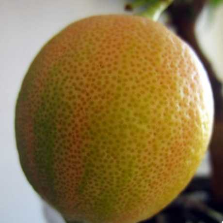 Лимон розовый вариегатный Сангвинеум (Citrus limon 