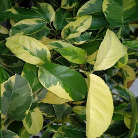 Лимон пестролистий (Citrus limon Foliis variegatis)